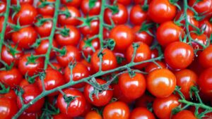 Come piantare i pomodori: ecco il segreto per un raccolto abbondante