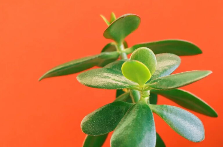 Talee di Albero di Giada: come moltiplicare la tua pianta con successo