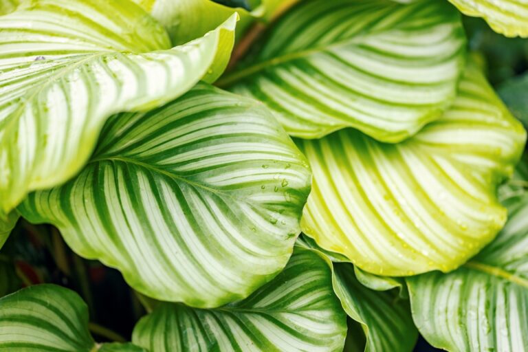 Come curare la Calathea per un fogliame rigoglioso: ecco cosa dice l'esperto